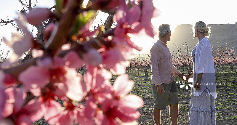 中年夫妇在日出时走过桃树图片素材