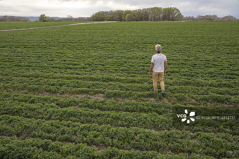 男人走过茂盛的农田图片素材