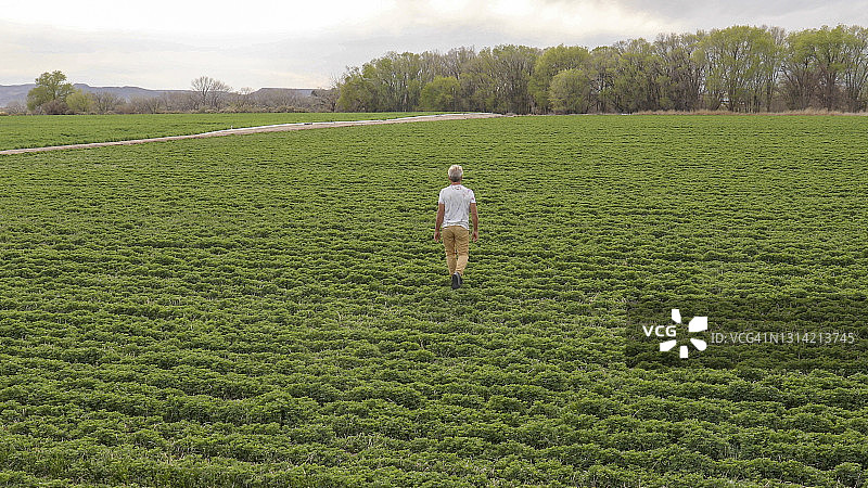 男人走过茂盛的农田图片素材
