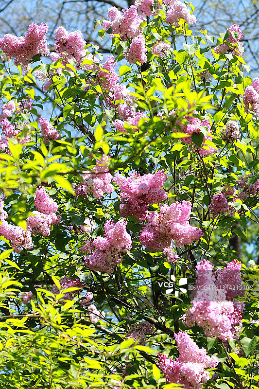 丁香花图片素材