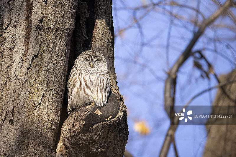 栖息在树洞中的横斑鸮图片素材