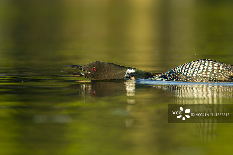 湖面上的普通潜鸟与幼鸟图片素材