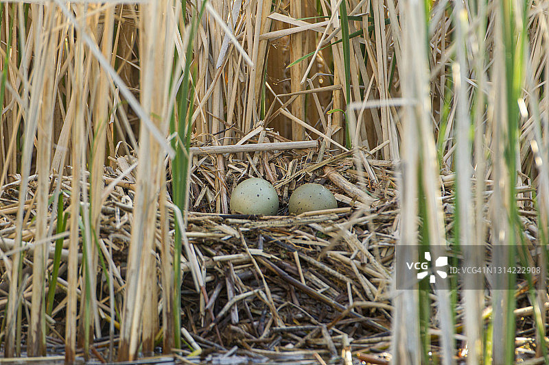 湖面上的普通潜鸟与幼鸟图片素材