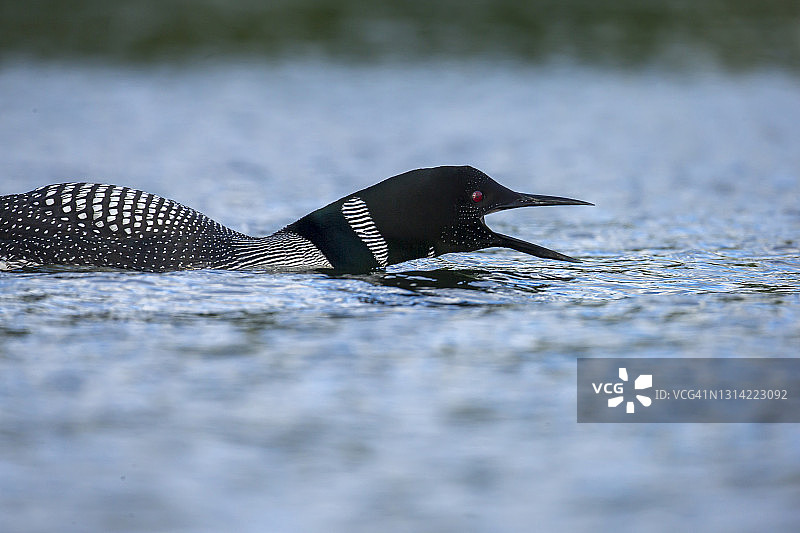 湖面上的普通潜鸟与幼鸟图片素材