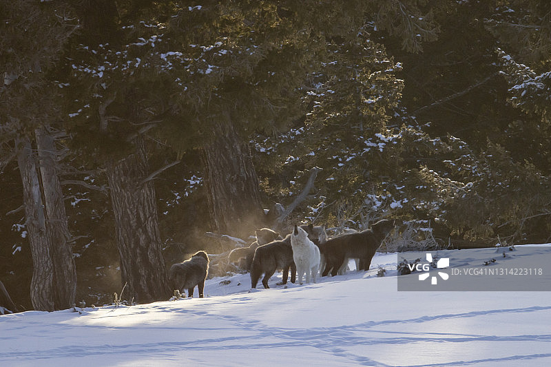 灰狼群，瓦帕蒂狼群一起嚎叫图片素材