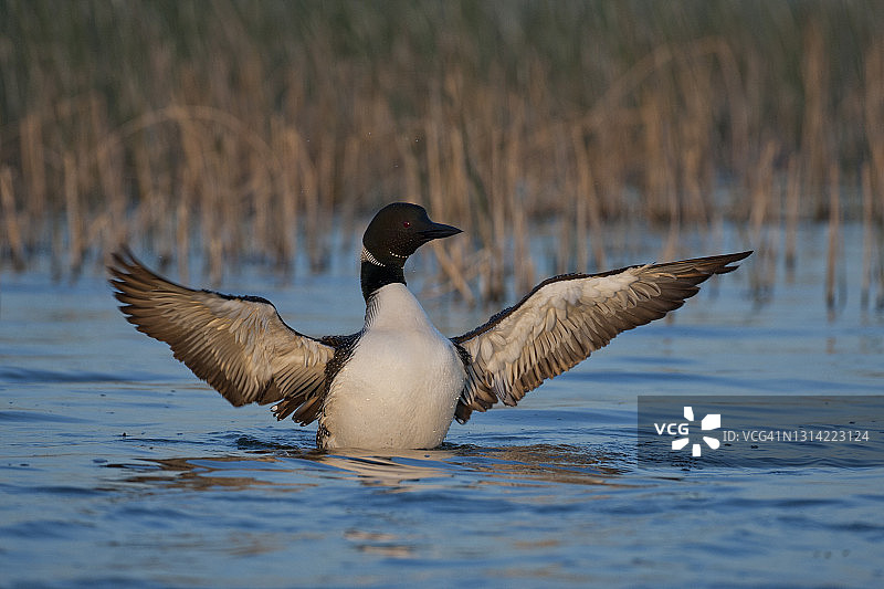 湖面上的普通潜鸟与幼鸟图片素材
