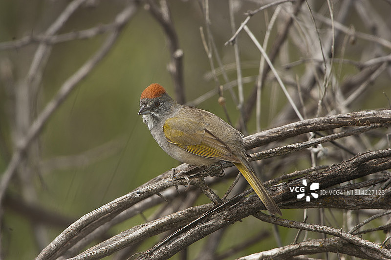 绿尾鹀图片素材