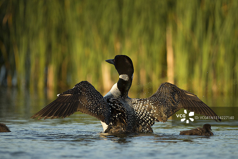 湖面上的普通潜鸟与幼鸟图片素材