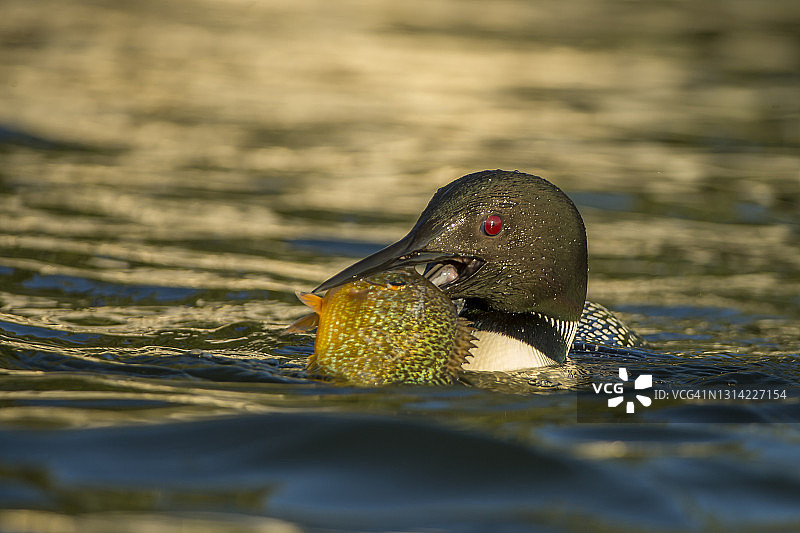 湖面上的普通潜鸟与幼鸟图片素材