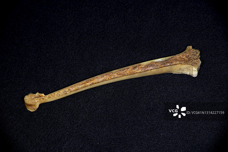 空心鸟骨腿骨内部图片素材