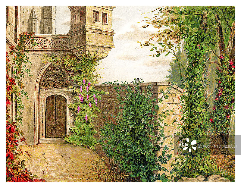 攀缘植物古老彩色石印插图图片素材