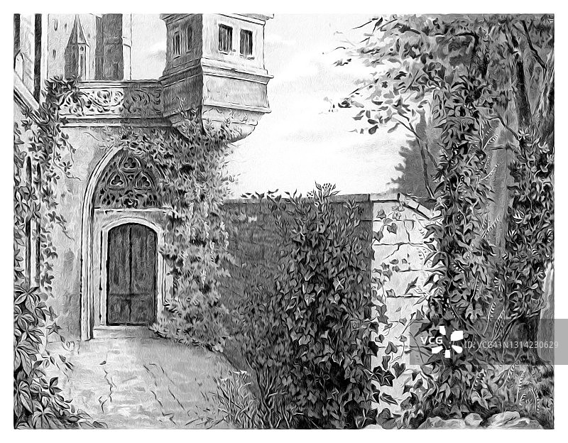 攀缘植物古老彩色石印插图图片素材