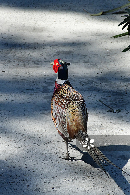 环颈雉图片素材