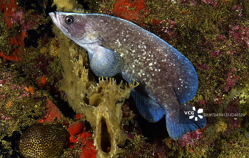 大皂鱼图片素材