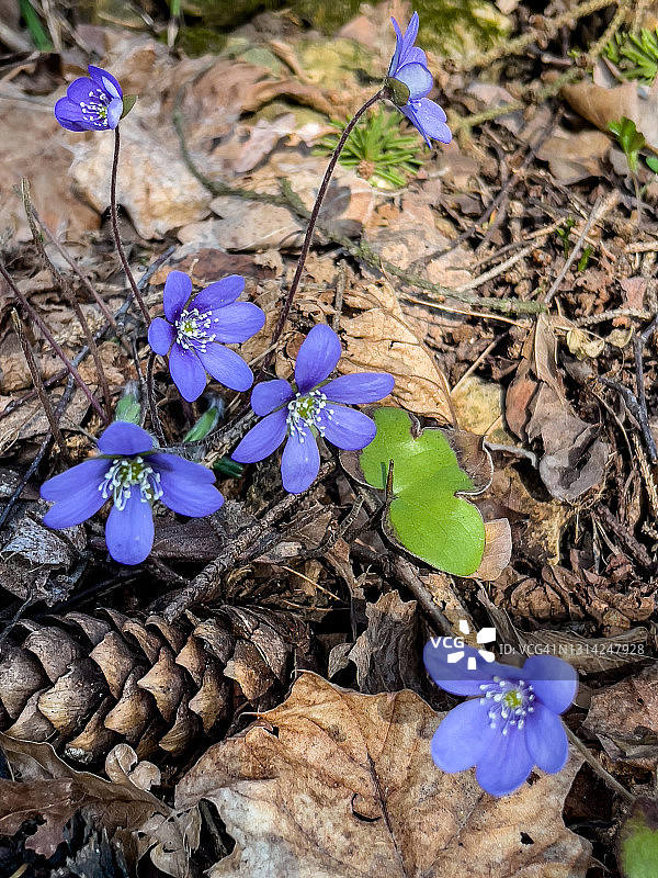 肝叶银莲花图片素材