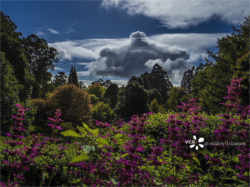 澳大利亚维多利亚州丹德农山植物园的秋季色彩图片素材