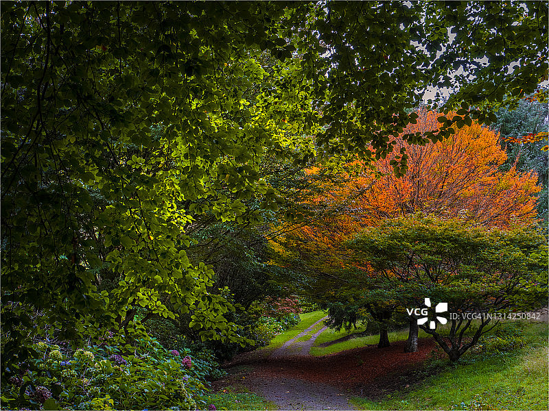 澳大利亚维多利亚州丹德农山植物园的秋季色彩图片素材