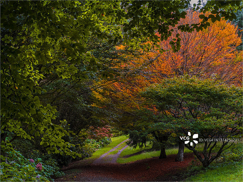 澳大利亚维多利亚州丹德农山植物园的秋季色彩图片素材