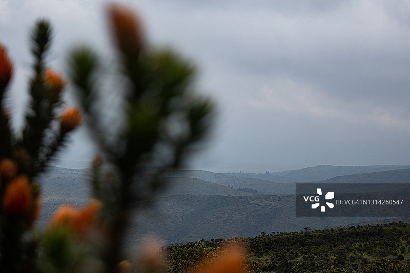 山脉和植物图片素材