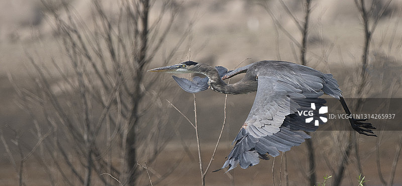 蓝色苍鹭图片素材