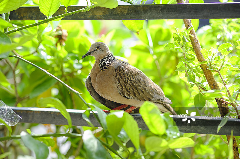斑鸠栖息在栅栏上的特写图片素材