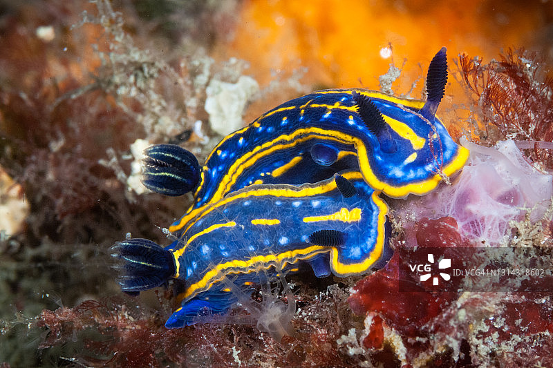 正在吞食海绵的地中海裸鳃亚目海蛞蝓图片素材