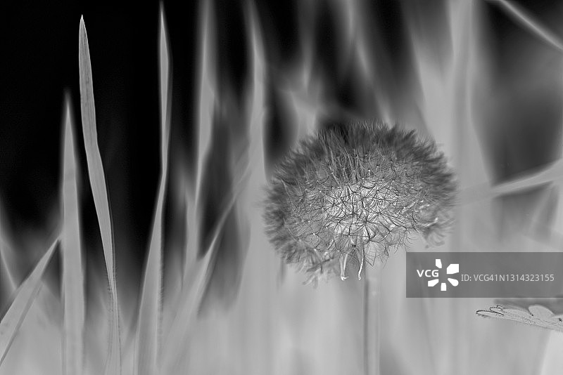 蒲公英花的负片效果图片素材