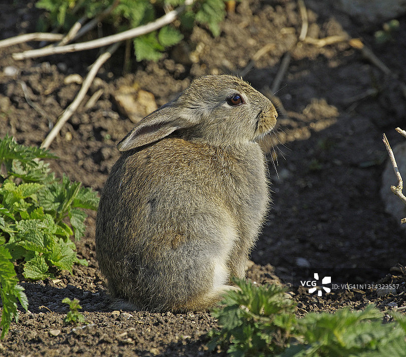 野生小兔子图片素材