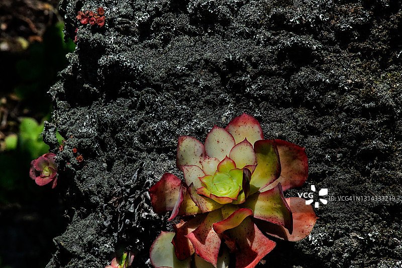 树干和根部土壤细节图片素材
