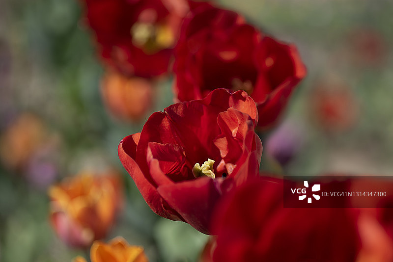 艺术模糊郁金香图片素材