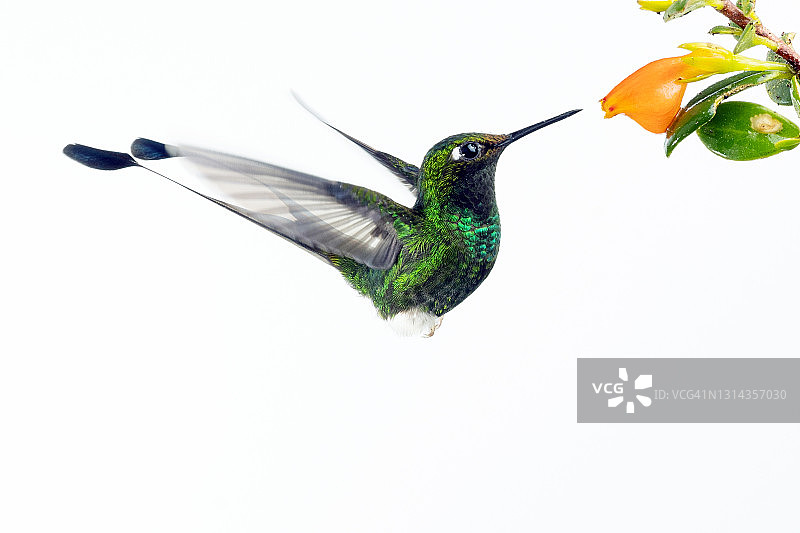 白靴网尾蜂鸟图片素材