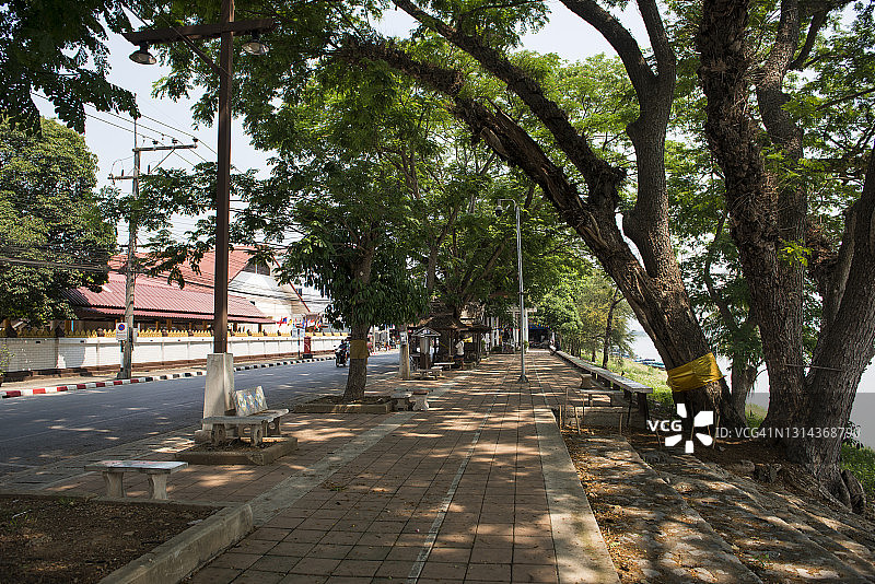 清盛湄公河畔的大型雨树图片素材