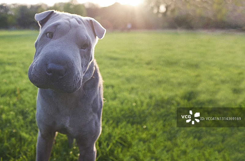 日落时分公园里的沙皮狗图片素材