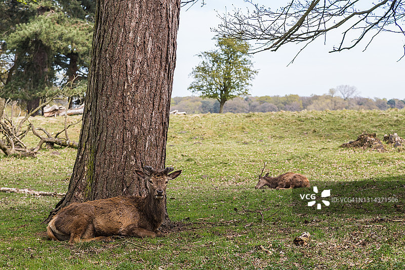 树下休息的鹿图片素材