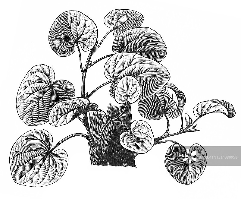 热带植物紫荆古老版画图片素材