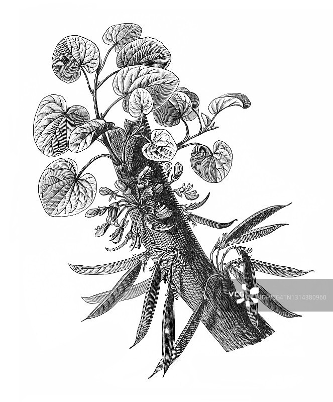 热带植物紫荆古老版画图片素材