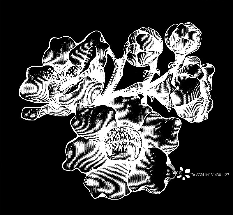 植物学：炮弹树雕刻古图图片素材