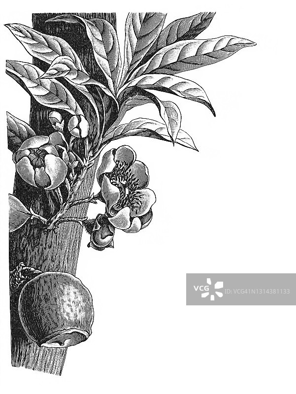 植物学：温柏、萨查芒果和天堂莲雕刻插图图片素材