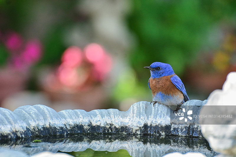 栖息在鸟池上的雄性蓝知更鸟图片素材