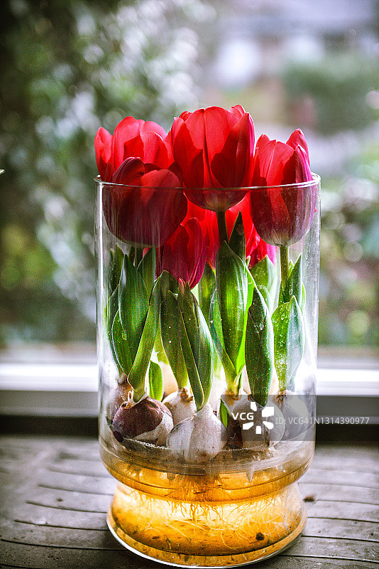 玻璃花瓶中盛开的彩色红色郁金香图片素材