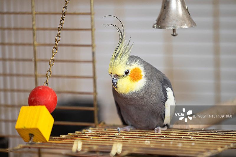 鸡尾鹦鹉和它的玩具在鸟笼里图片素材