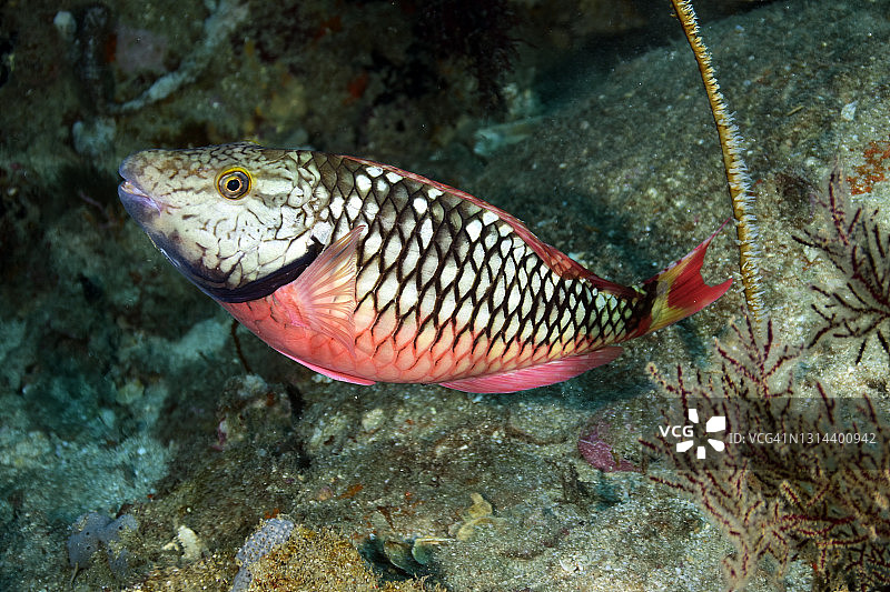 红绿灯鹦鹉鱼图片素材