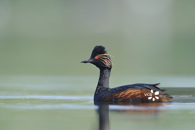 繁殖羽的黑颈䴙䴘（Podiceps nigricollis）图片素材