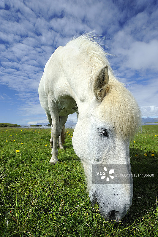 在冰岛沿海平原上吃草的马图片素材