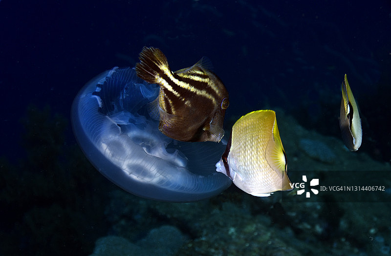 珊瑚礁蝴蝶鱼和橙斑丝鲹图片素材