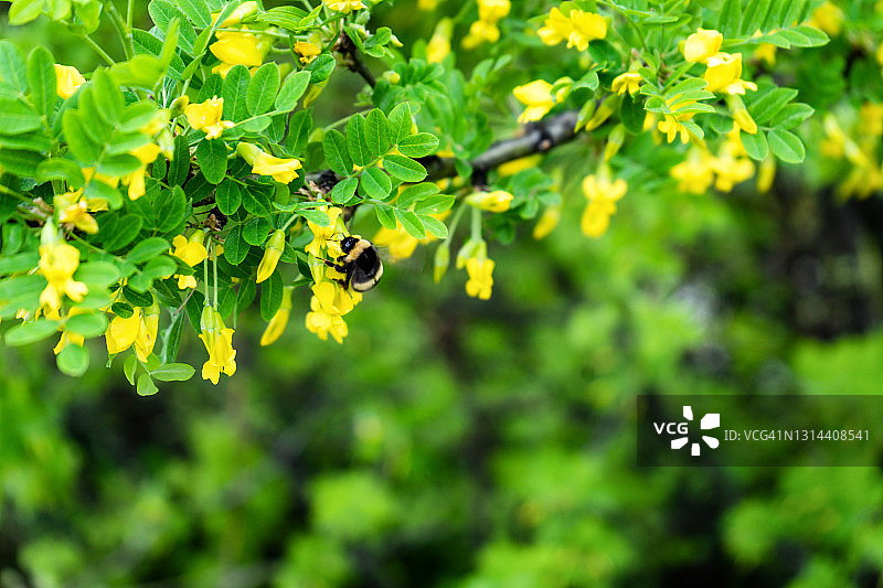 在锦鸡儿树花上的熊蜂图片素材