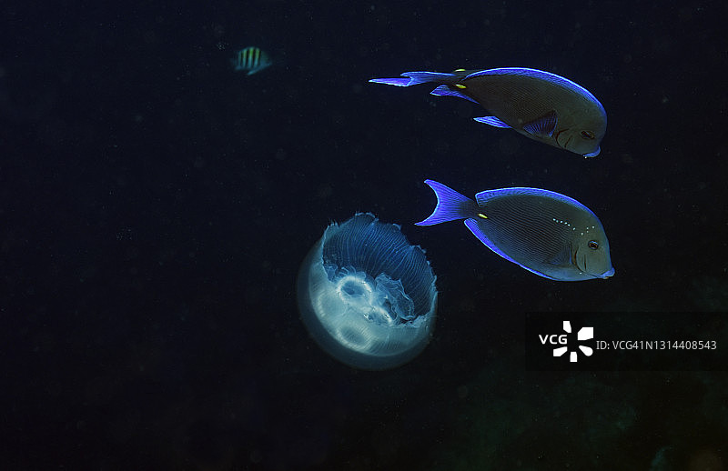 蓝吊鱼和水母图片素材