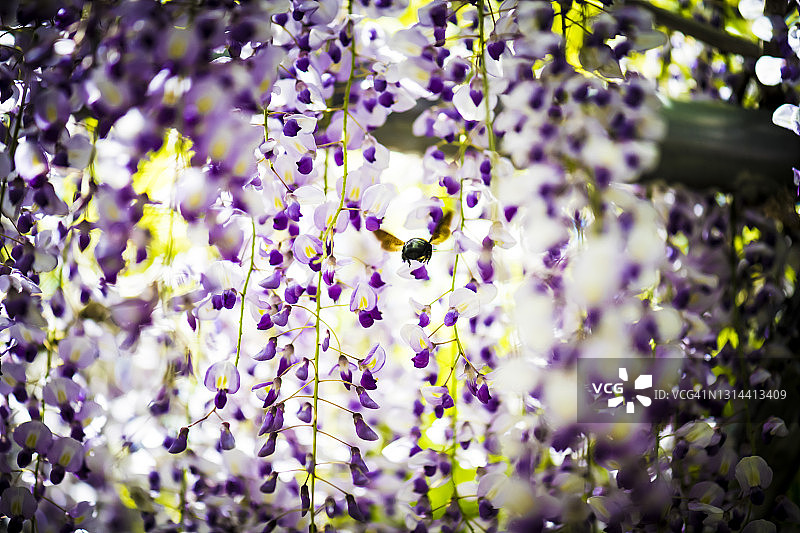 紫藤花与木蜂背影，飞向光明，日本三重县图片素材