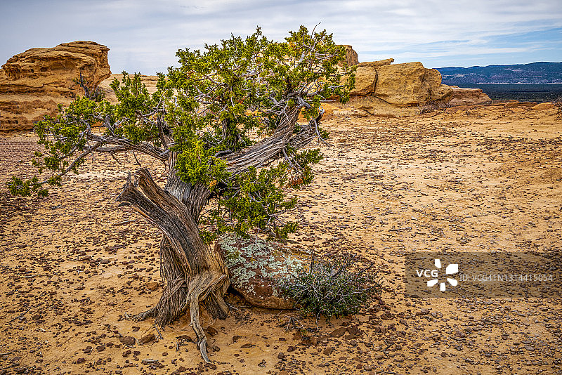 新墨西哥州的刺柏树图片素材