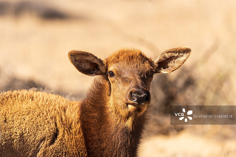 查科峡谷历史公园的麋鹿图片素材